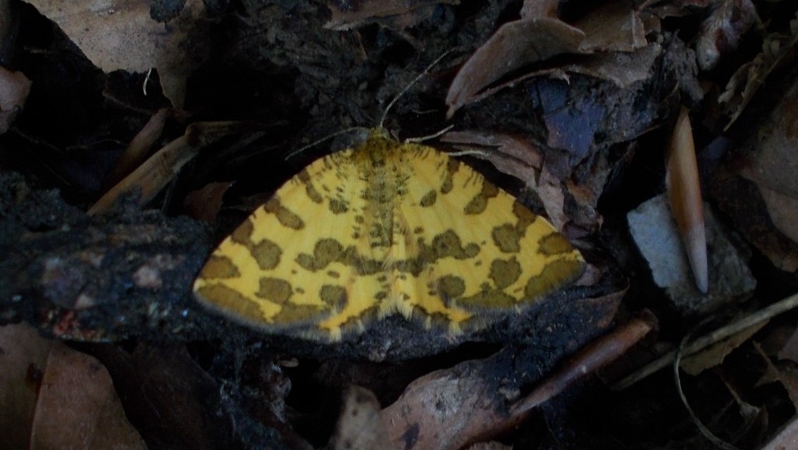 Pseudopanthera macularia - párducfoltos araszoló
