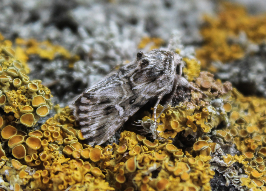 Calophasia lunula - gyújtoványfű-apróbagoly