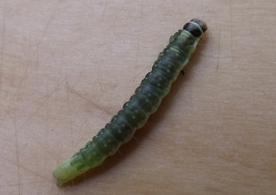Tortricidae - sodrómolyfélék