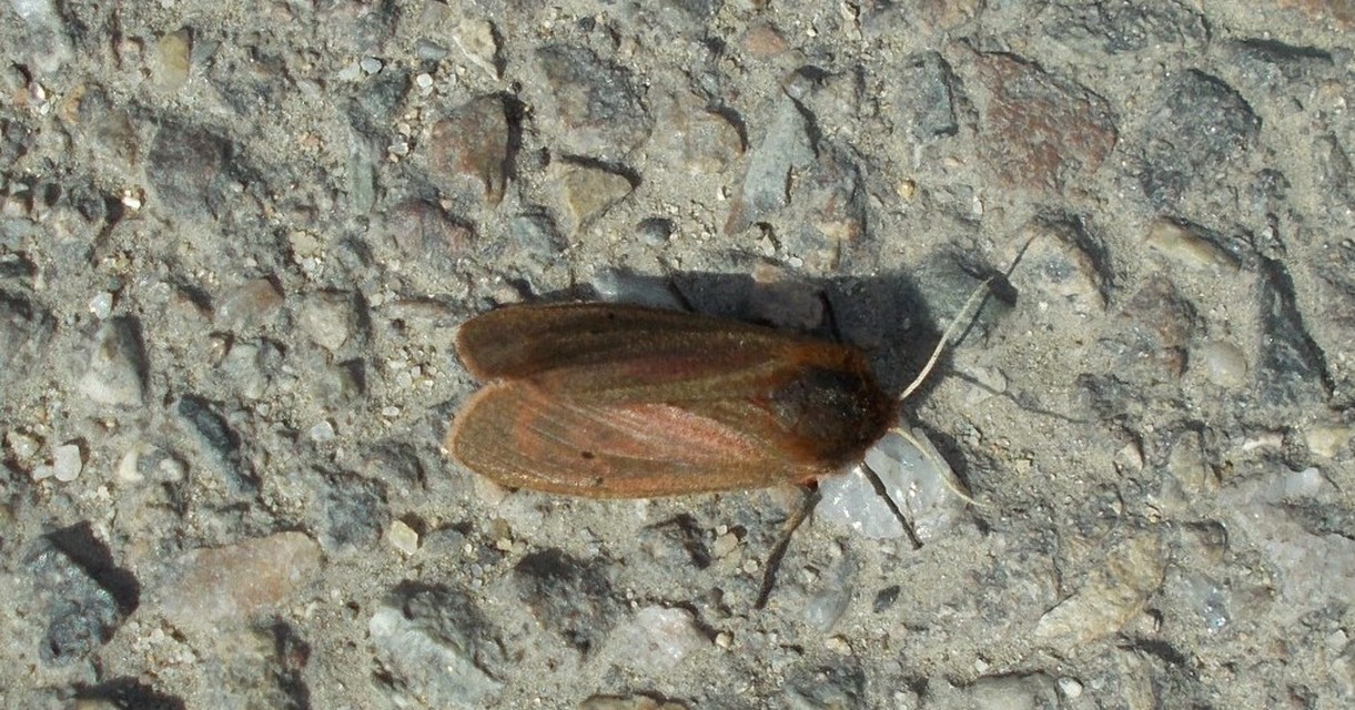 Phragmatobia fuliginosa - füstös medvelepke