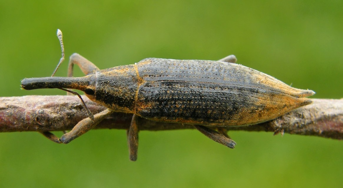 Lixus iridis - bürökfúró dudvabarkó