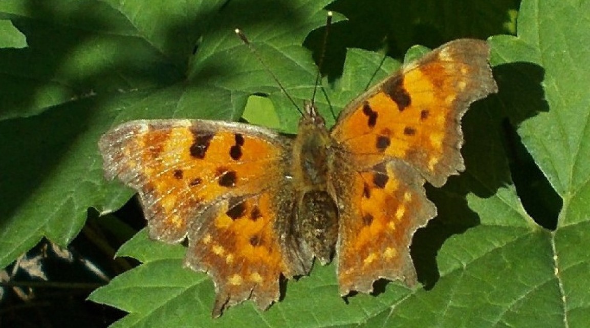 Nymphalis c-album - C-betűs lepke