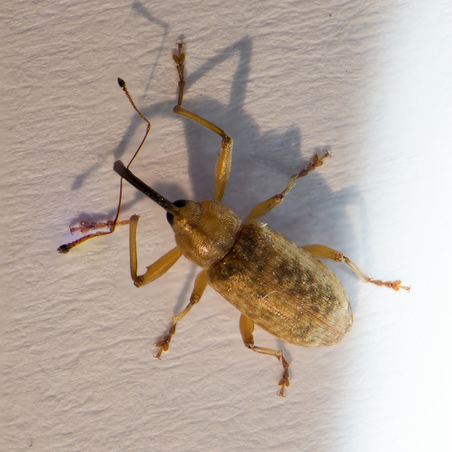 Dorytomus longimanus - kétalakú hangormányos