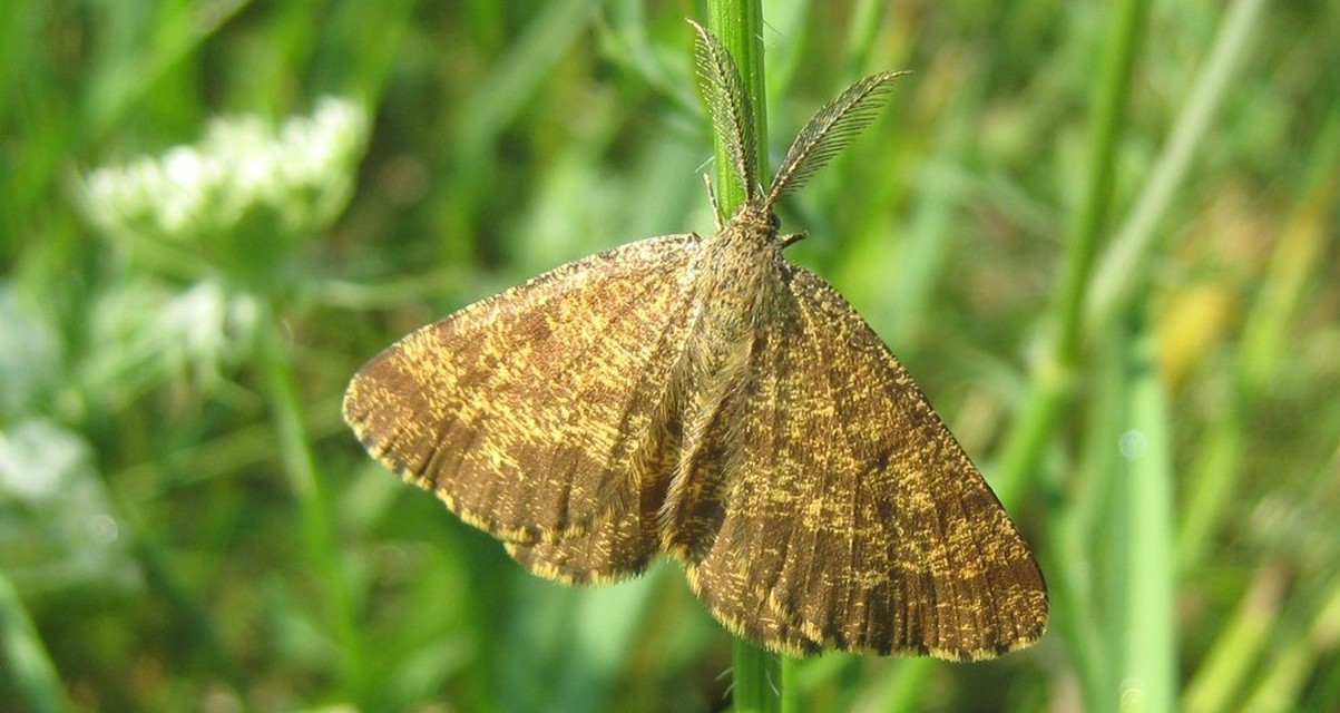 Ematurga atomaria - barna rétiaraszoló