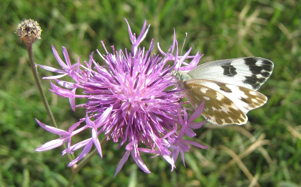 Pontia edusa - rezedalepke