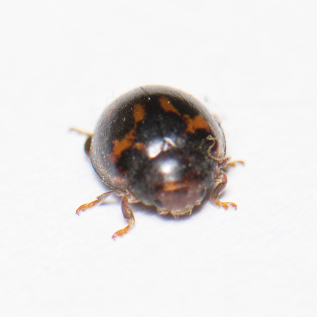 Subcoccinella vigintiquatuorpunctata - lucernaböde