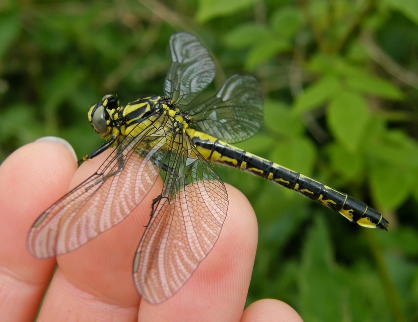 Gomphus vulgatissimus - feketelábú folyami-szitakötő