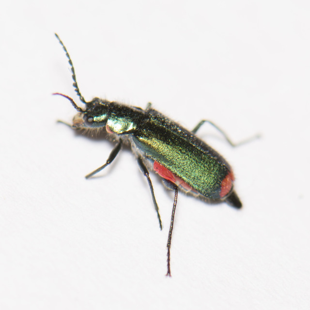 Malachius bipustulatus - kétfoltos bibircsesbogár