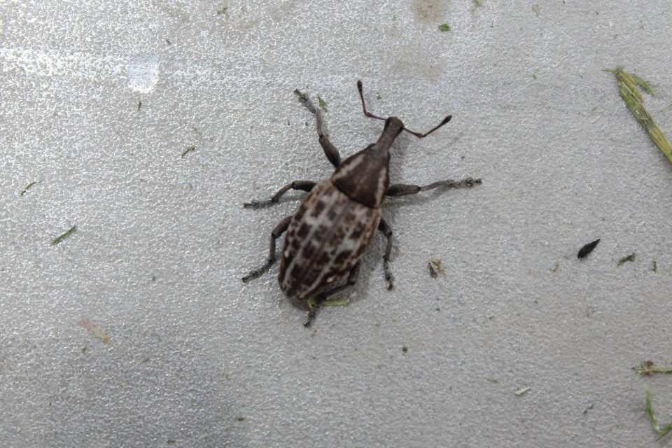 Lepyrus capucinus - pettyes fűzormányos