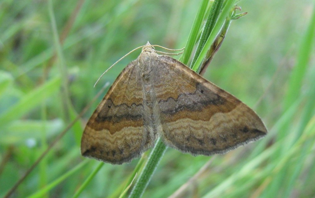 Scotopteryx chenopodiata - libatop-araszoló