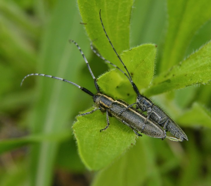Agapanthia cardui - sávos bogáncscincér