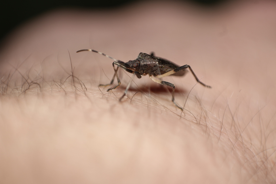 Dicranocephalus
