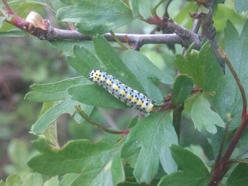Diloba caeruleocephala - őszi kékesbagoly