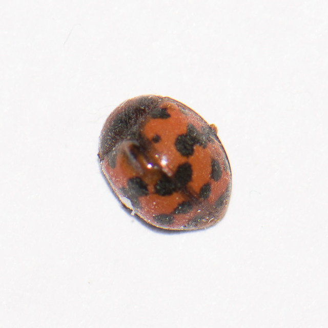 Subcoccinella vigintiquatuorpunctata - lucernaböde