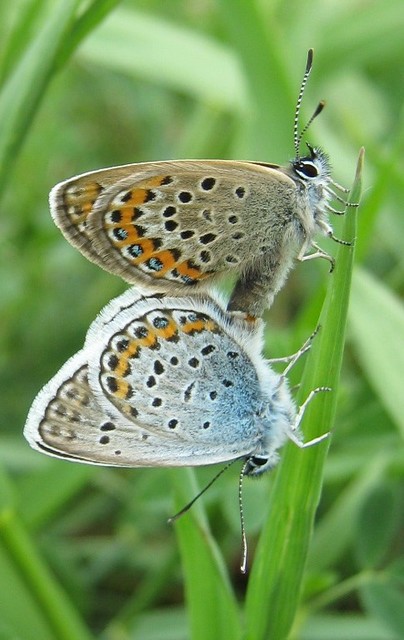 Plebejus argus - ezüstös boglárka