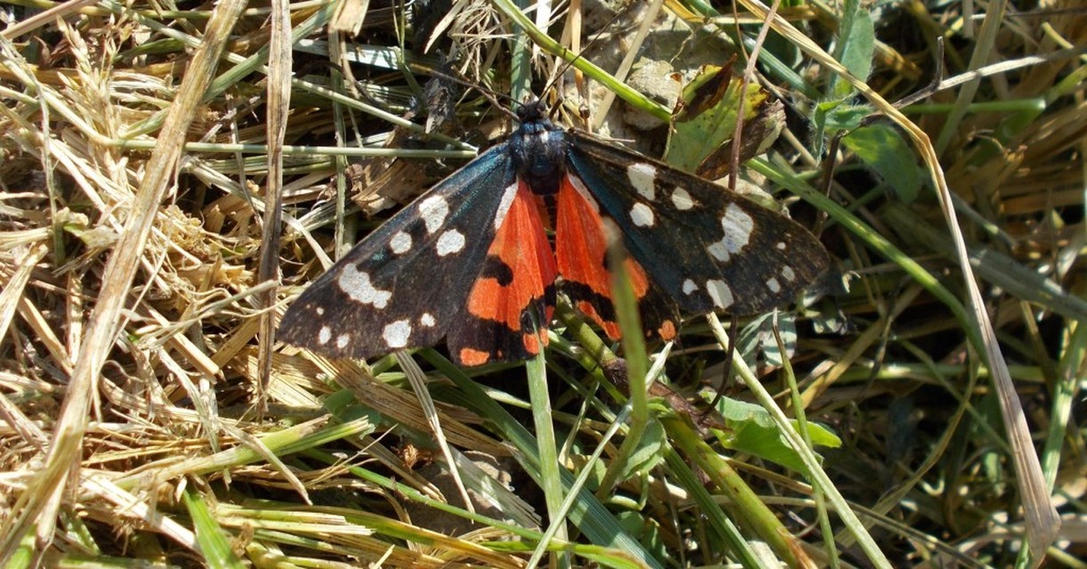 Callimorpha dominula - fémes medvelepke