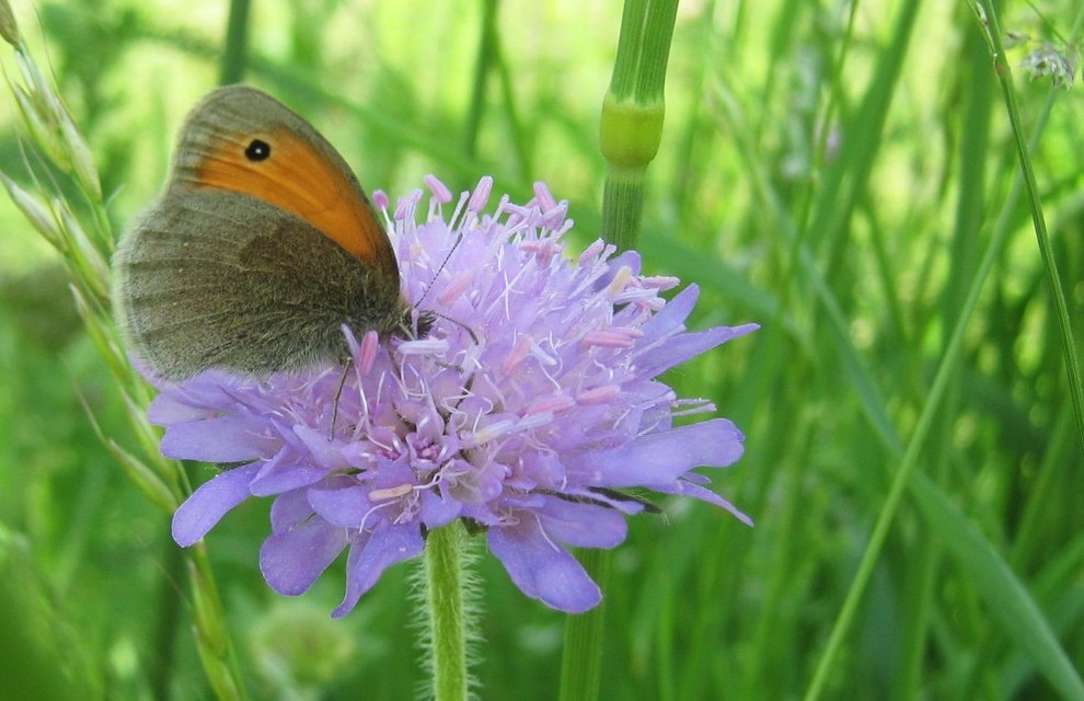 Coenonympha pamphilus - kis szénalepke