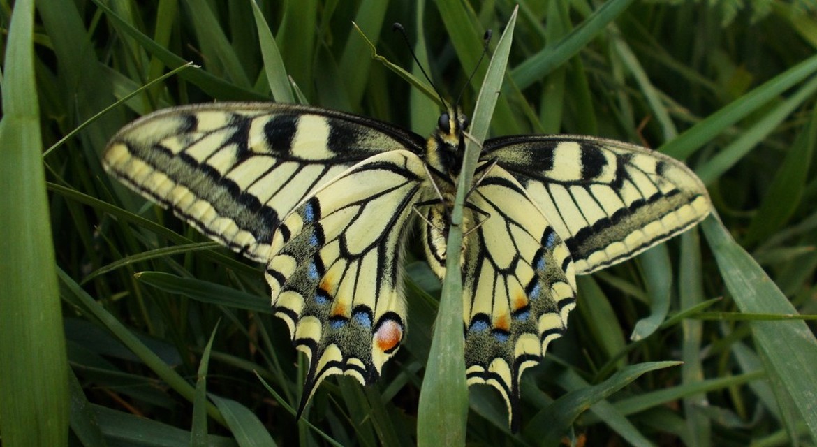 Papilio machaon - fecskefarkú lepke