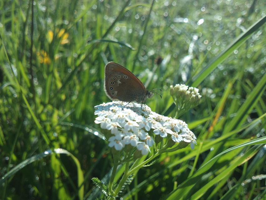 Coenonympha glycerion - közönséges szénalepke