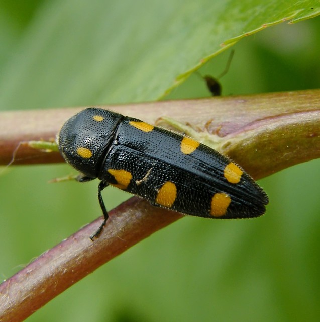 Ptosima undecimmaculata - sárgafoltos díszbogár