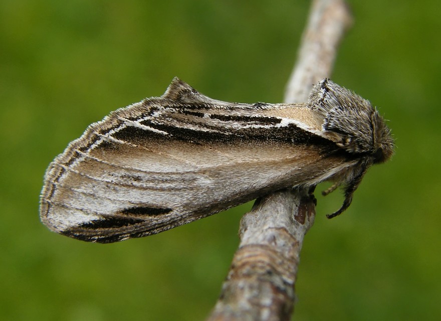 Pheosia tremula - nyárfa-púposszövő