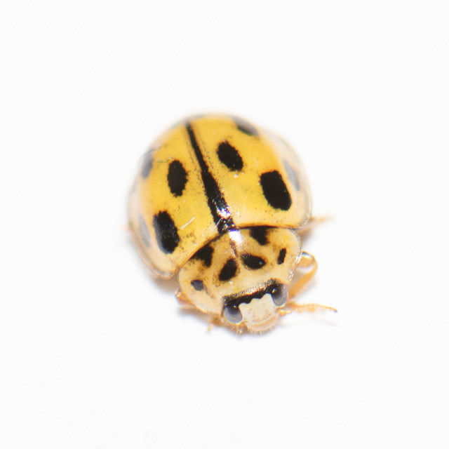 Propylea quatuordecimpunctata - tizennégypettyes füsskata