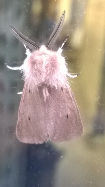 Diaphora mendica - felemás medvelepke