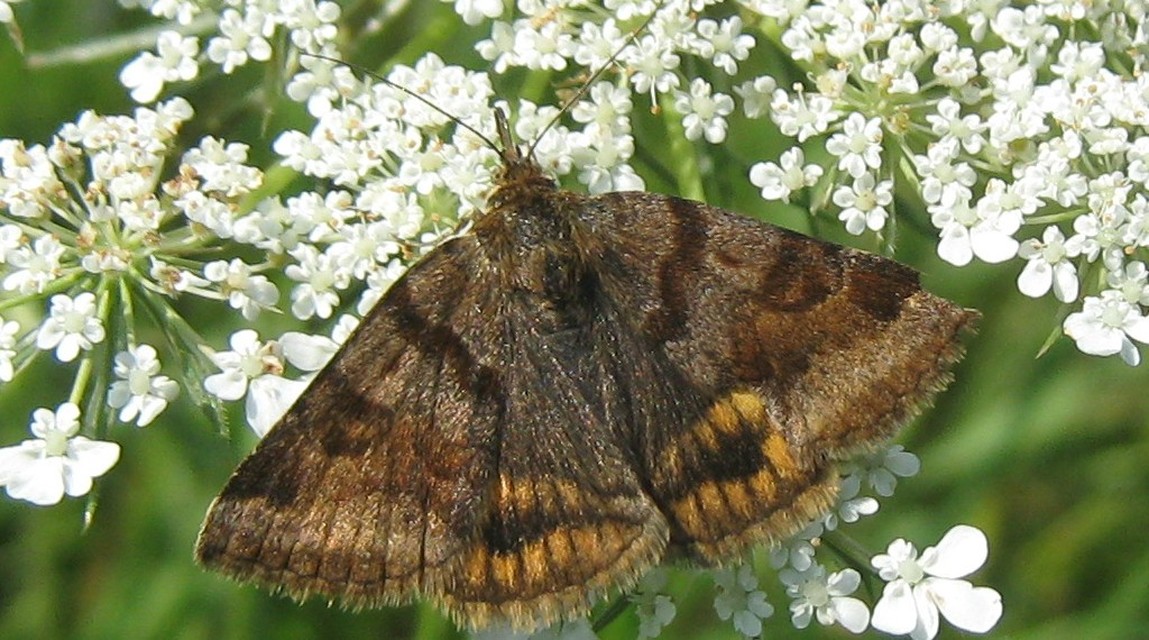 Euclidia glyphica - közönséges nappalibagoly