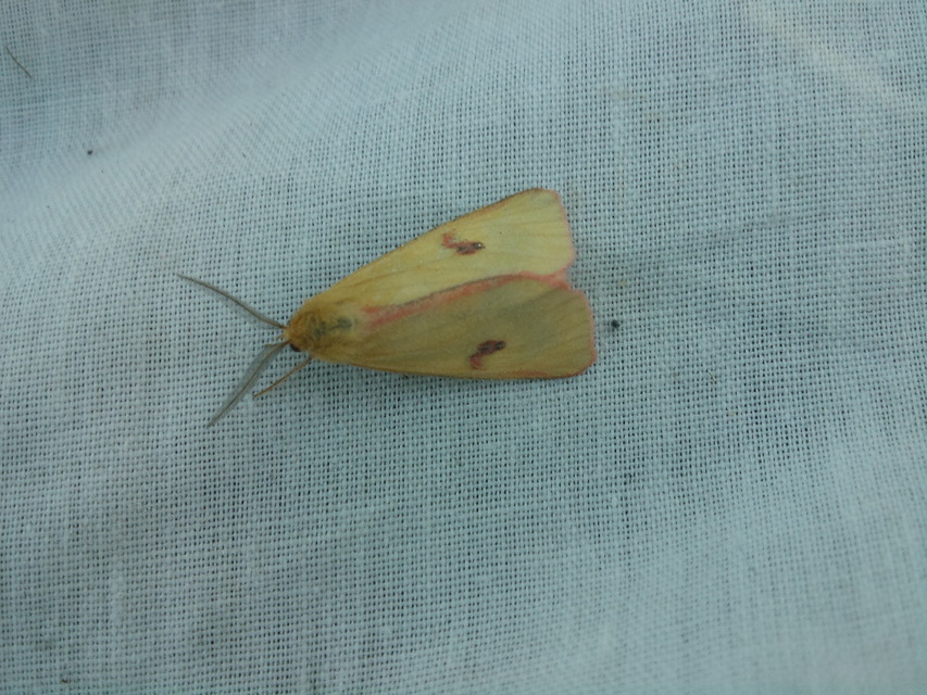 Diacrisia sannio - vörösszélű medvelepke