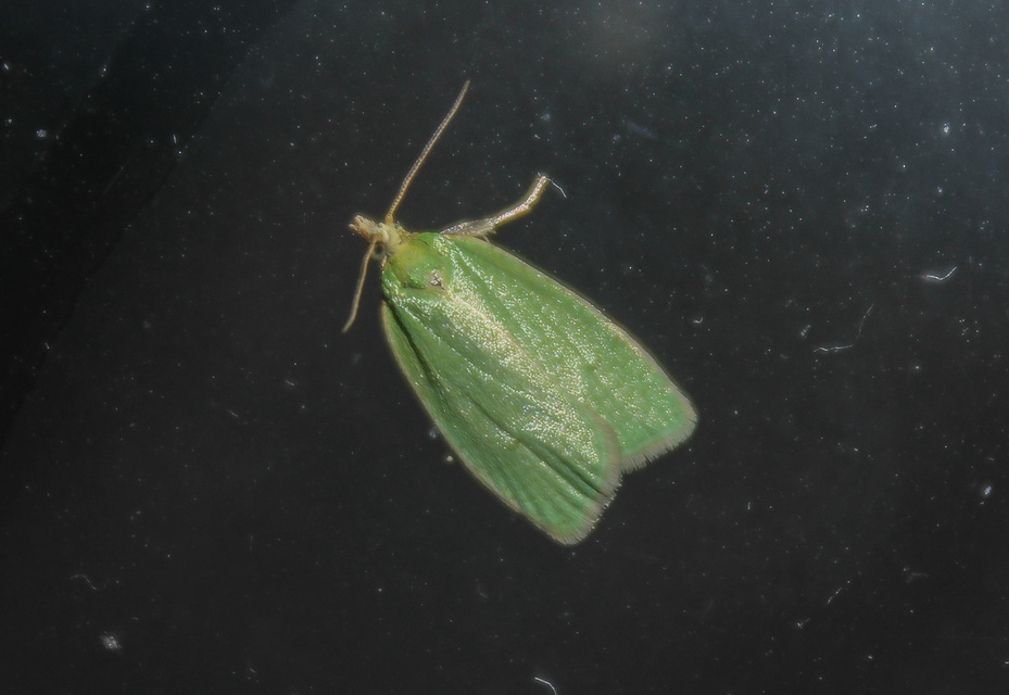Tortrix viridana - tölgyilonca