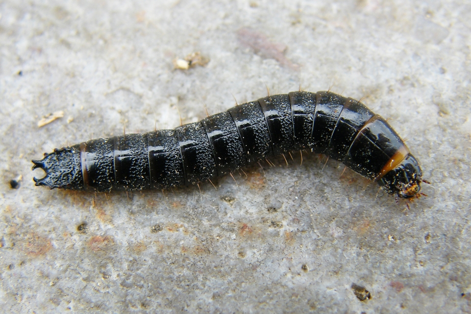Stenagostus rhombeus - rombusznyakú pattanó