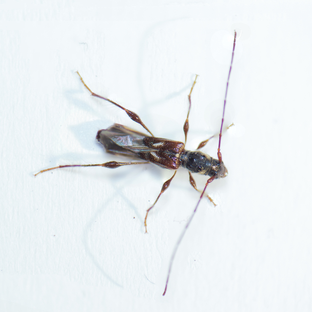 Molorchus minor - kis légycincér