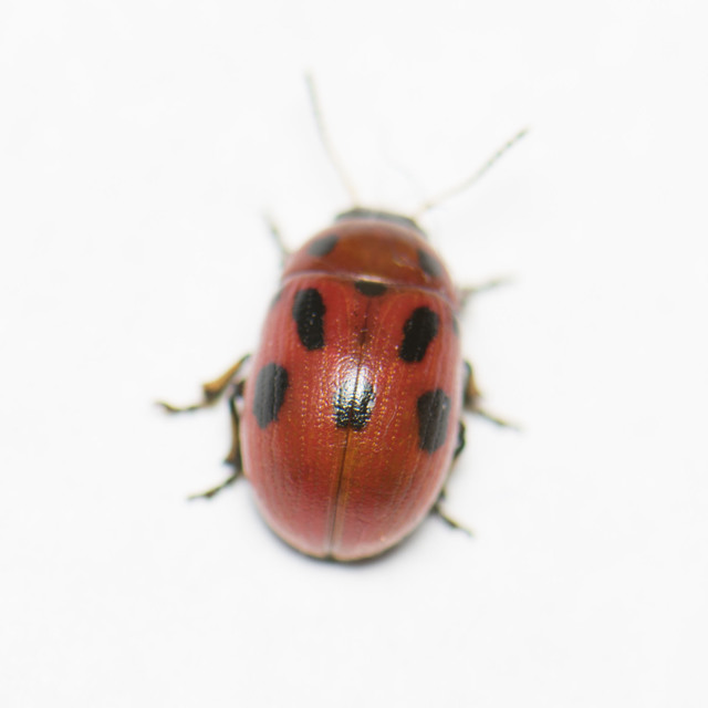 Gonioctena fornicata - közönséges lucernabogár