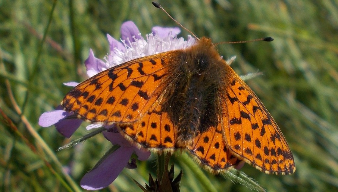 Boloria pales