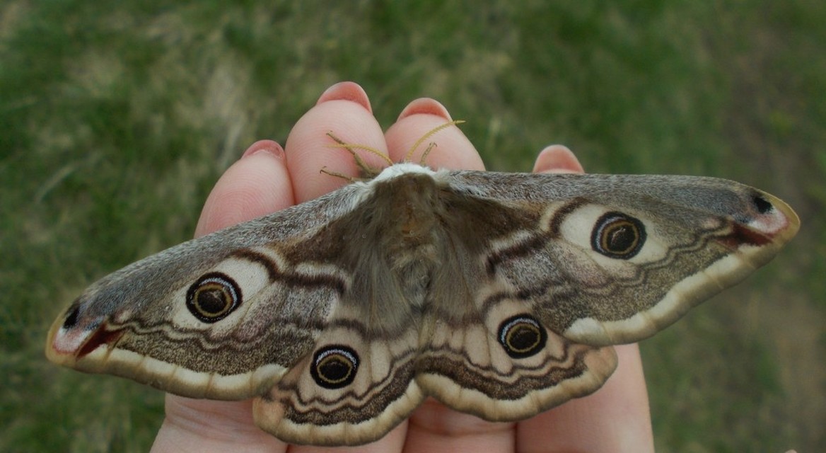 Saturnia pavoniella/pavonia