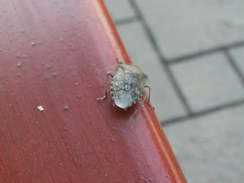Rhaphigaster nebulosa - bencepoloska