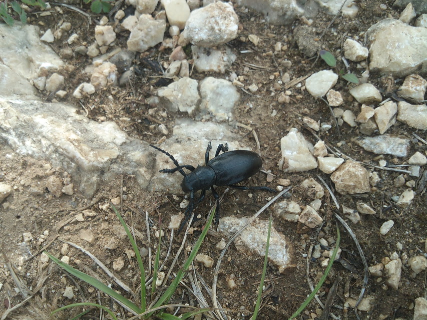 Dorcadion aethiops - fekete gyalogcincér