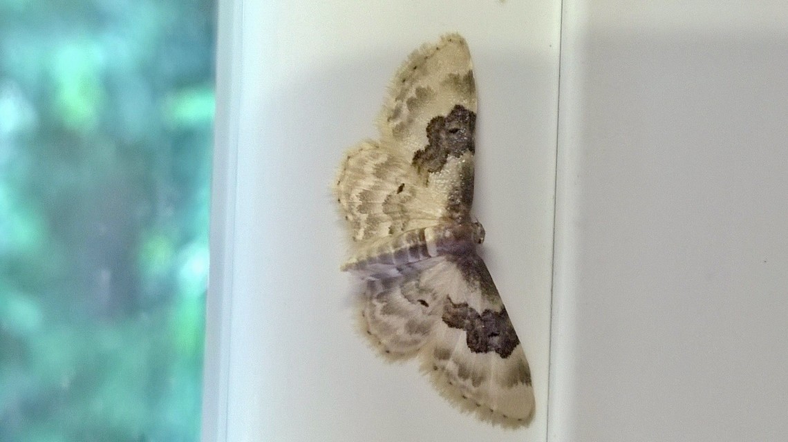 Idaea rusticata - tarka apróaraszoló