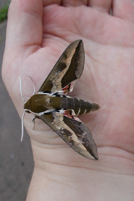 Hyles euphorbiae - kutyatejszender