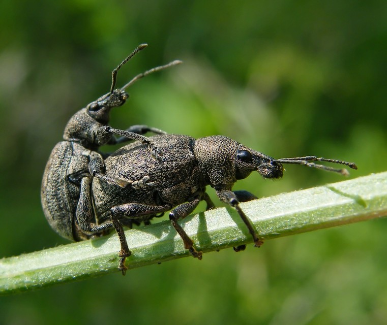Otiorhynchus ligustici - vincellér-gyalogormányos