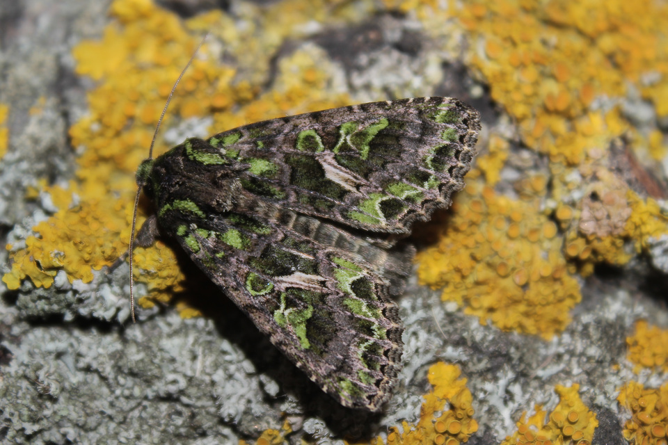 Trachea atriplicis - nyári zöldbagoly