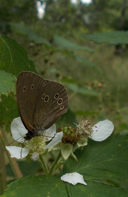 Aphantopus hyperanthus - közönséges ökörszemlepke