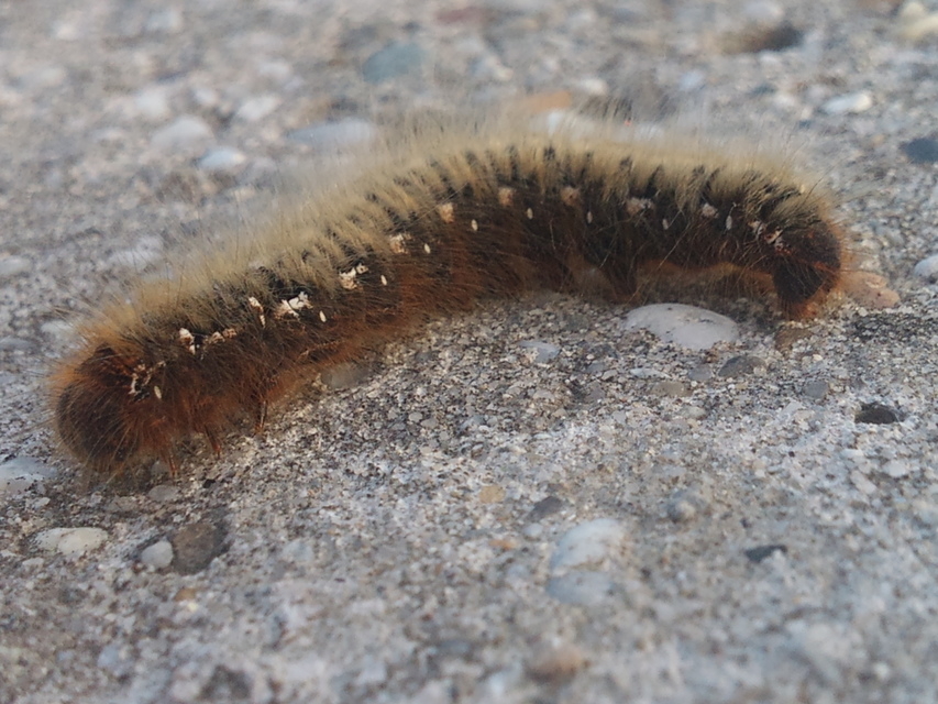 Lasiocampa quercus - tölgyfaszövő