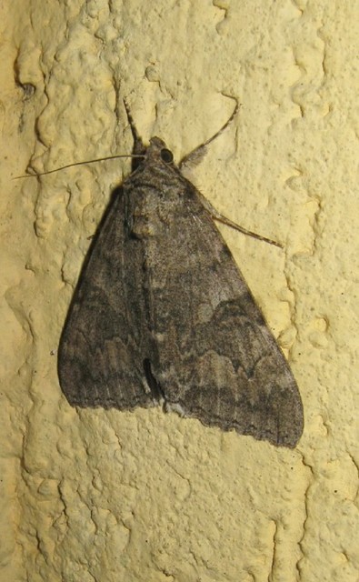 Catocala nupta - piros övesbagoly