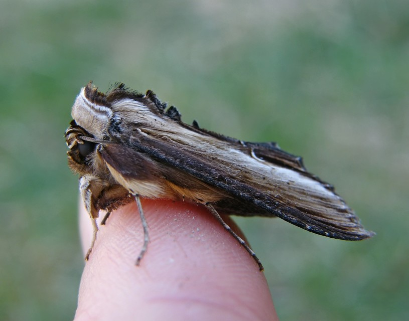 Shargacucullia