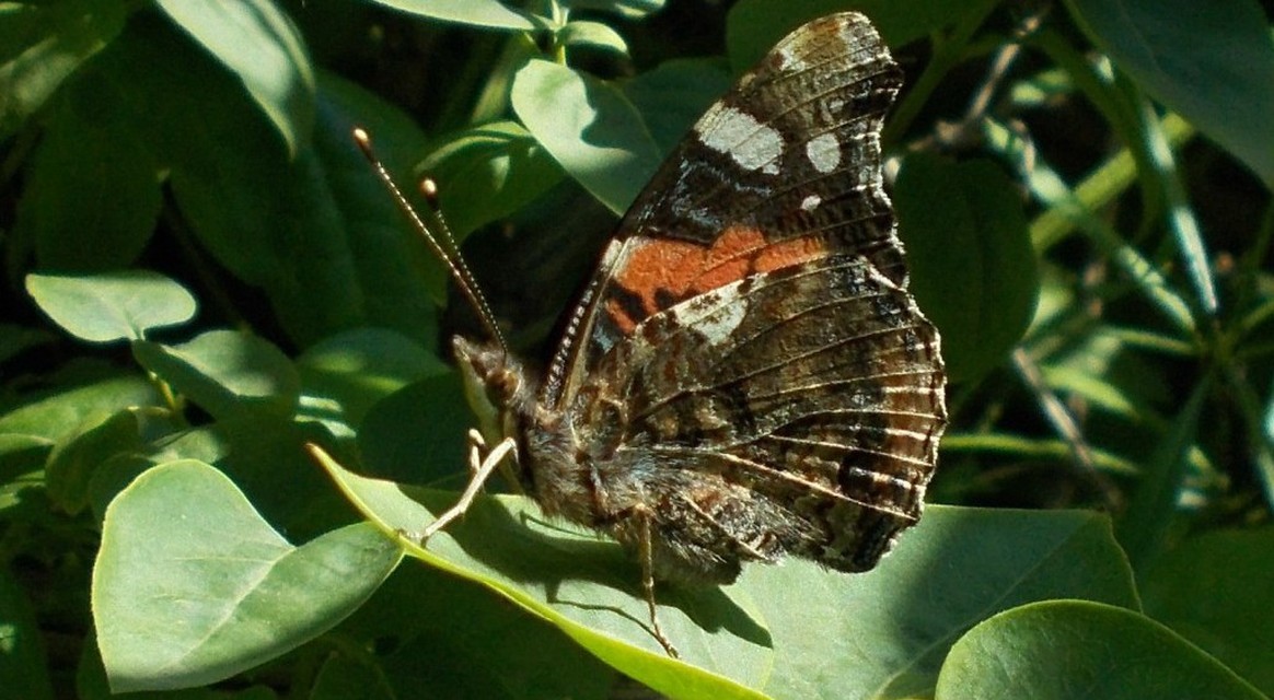 Vanessa atalanta - atalantalepke