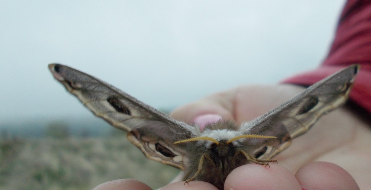 Saturnia pavoniella/pavonia