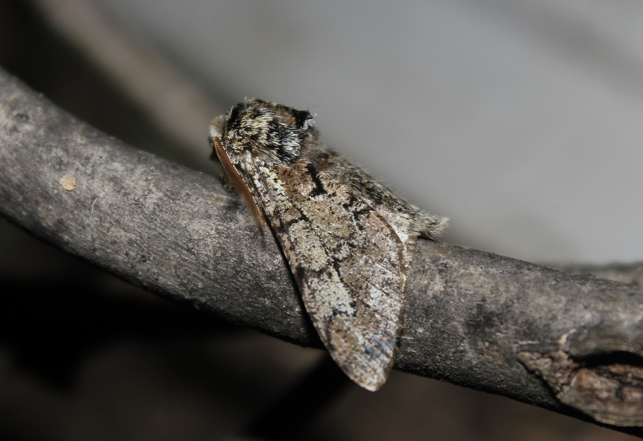 Biston strataria - barnapettyes araszoló
