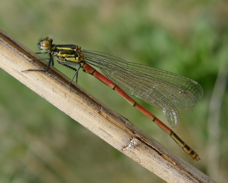 Pyrrhosoma nymphula interposita - vörös légivadász