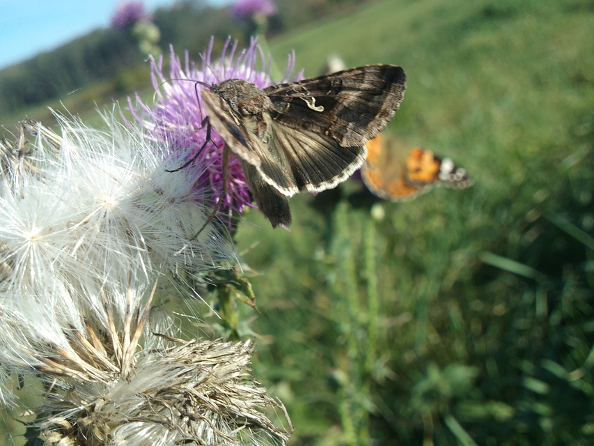 Autographa gamma - gammalepke
